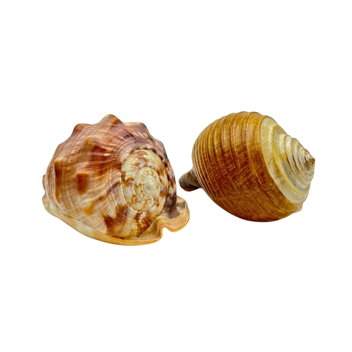 Set of 2 seashells