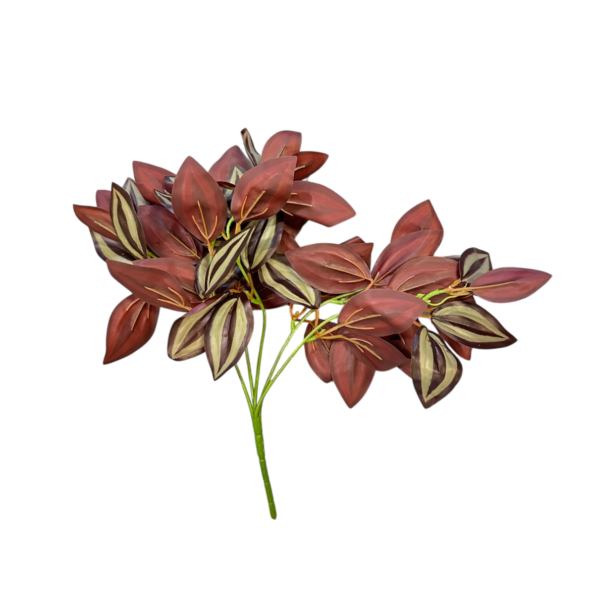 Tradescantia