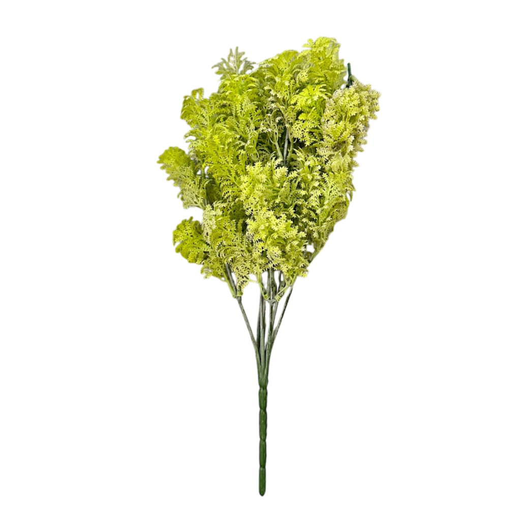Acacia