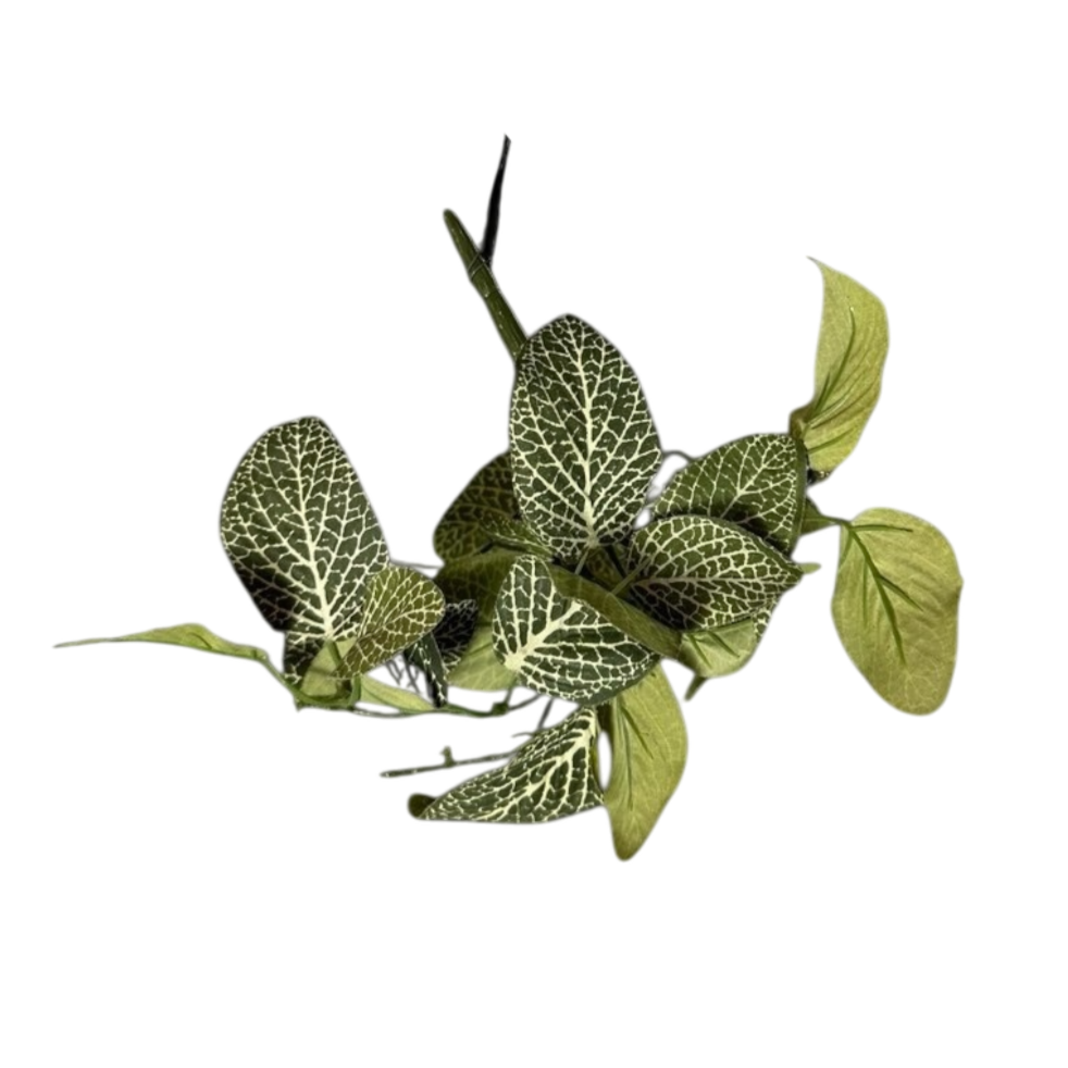 Fittonia