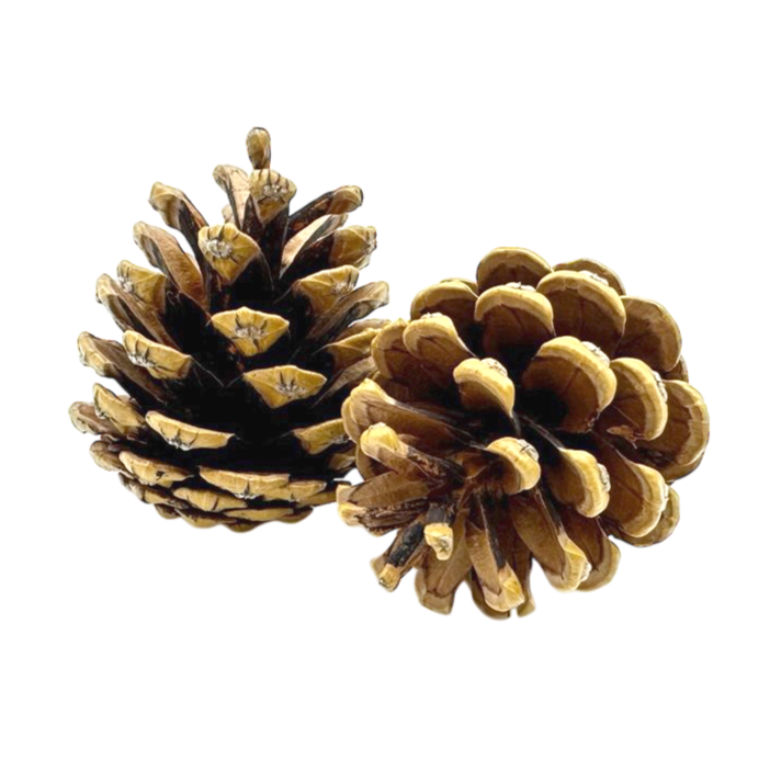 Acorns