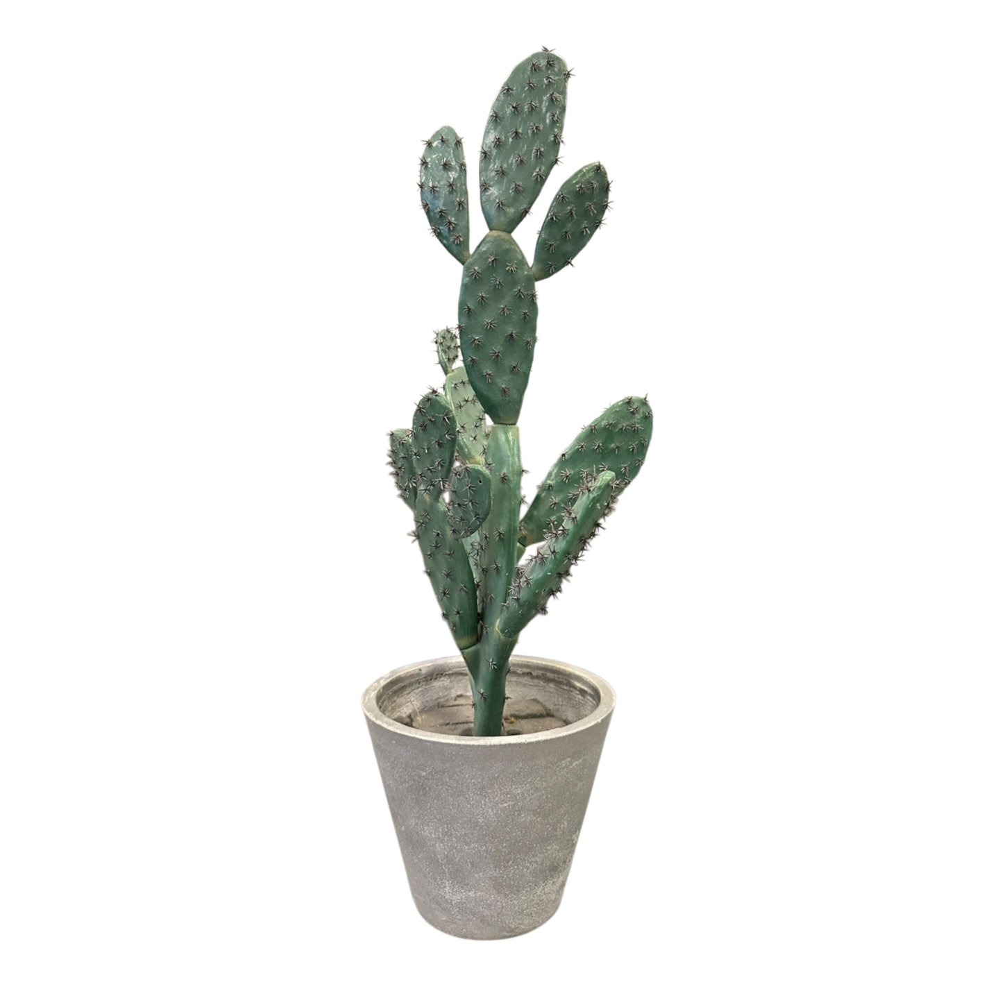Medium cactus