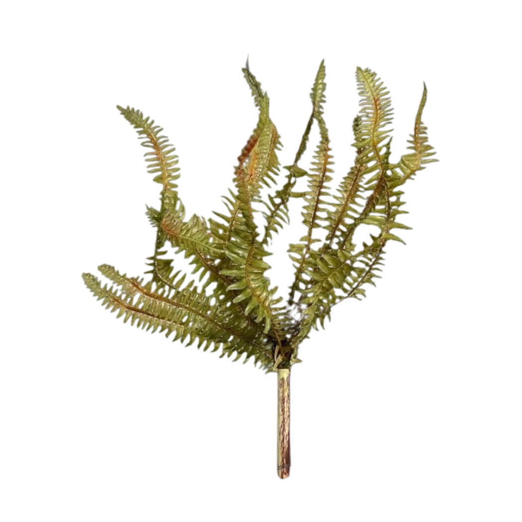 Yellow green fern