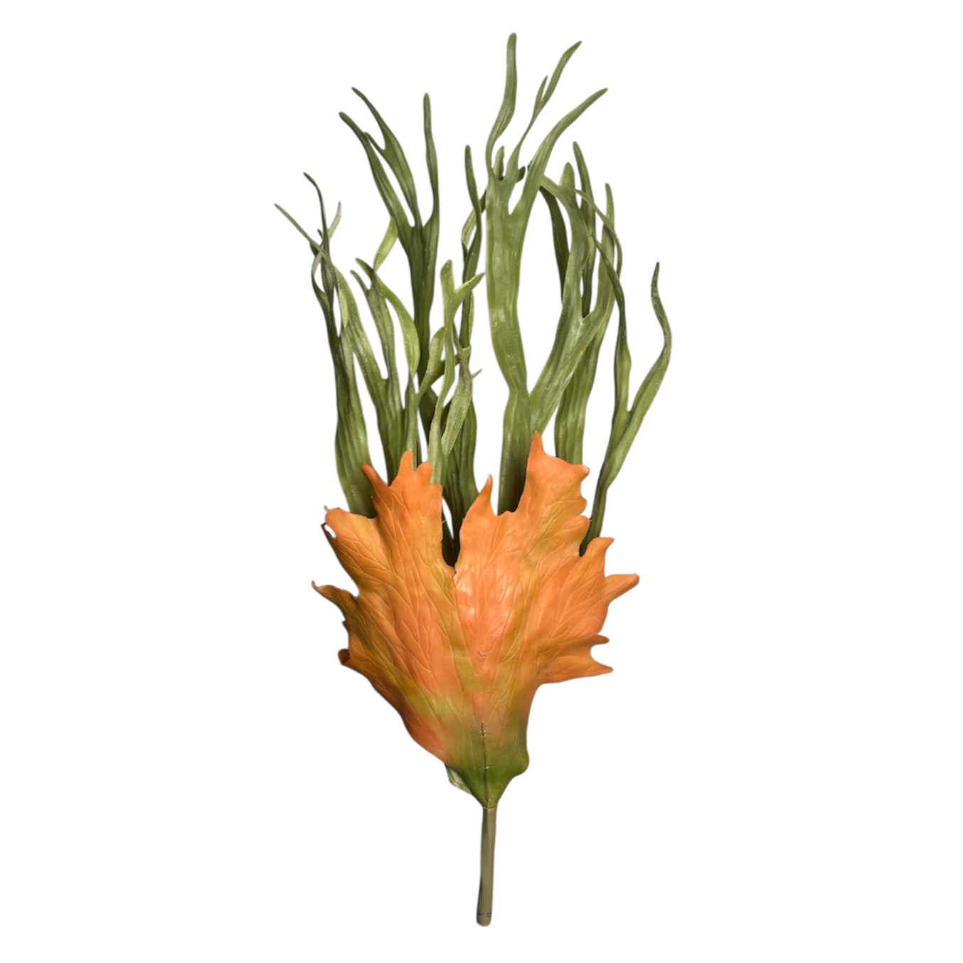 Orange and green fern