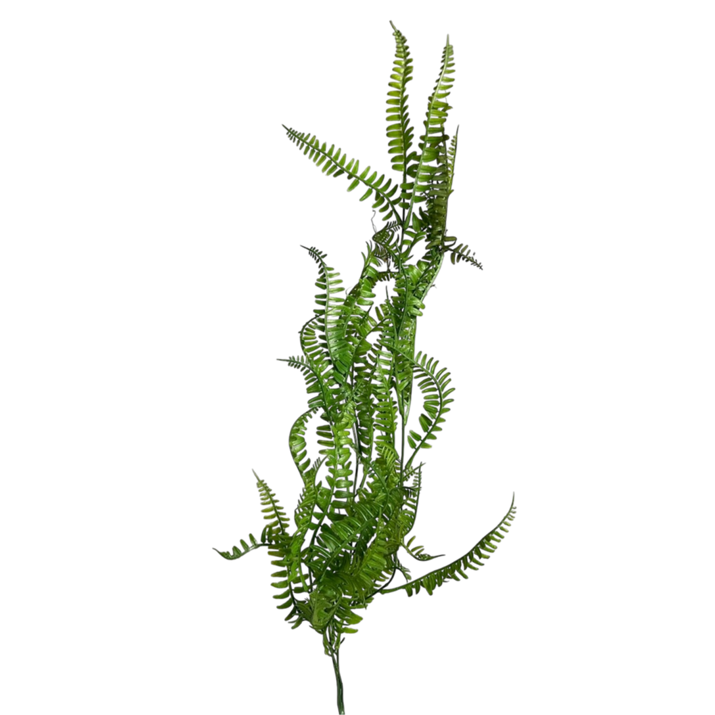 Dark green long fern