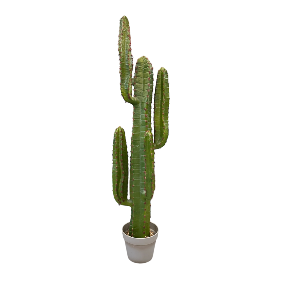Large cactus