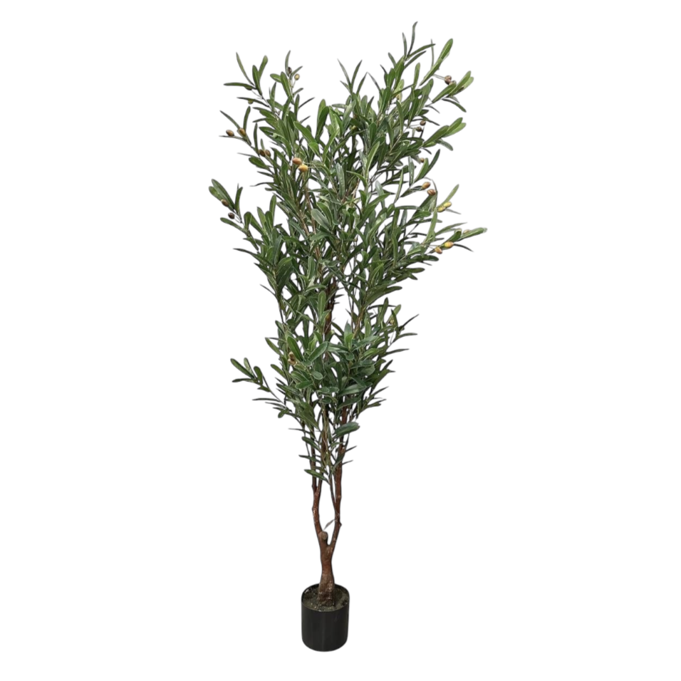 Olive plant