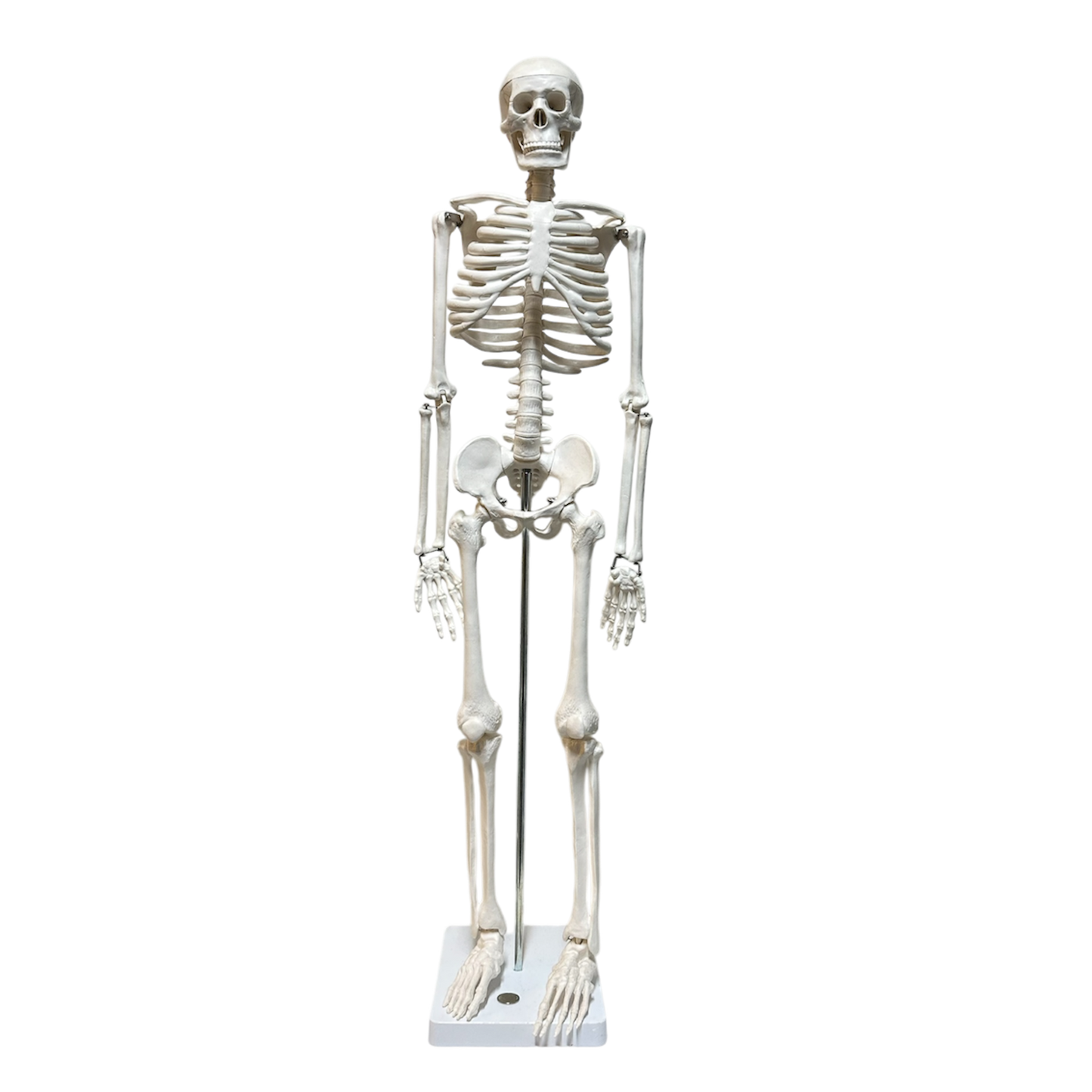 Mini standing skeleton