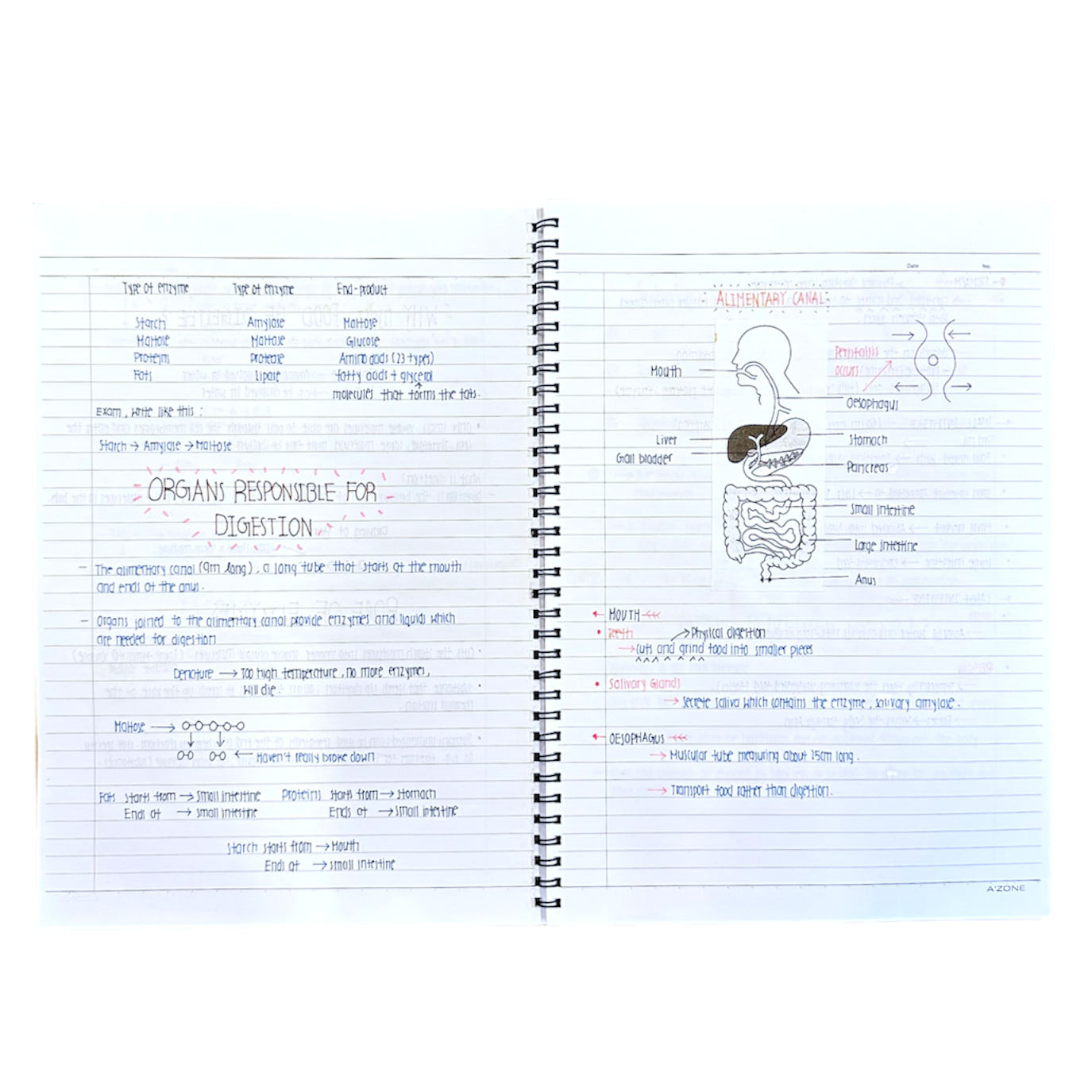 Set of different school subject notes (Geography, physics, mathematics, POA, Chemistry, Biology)