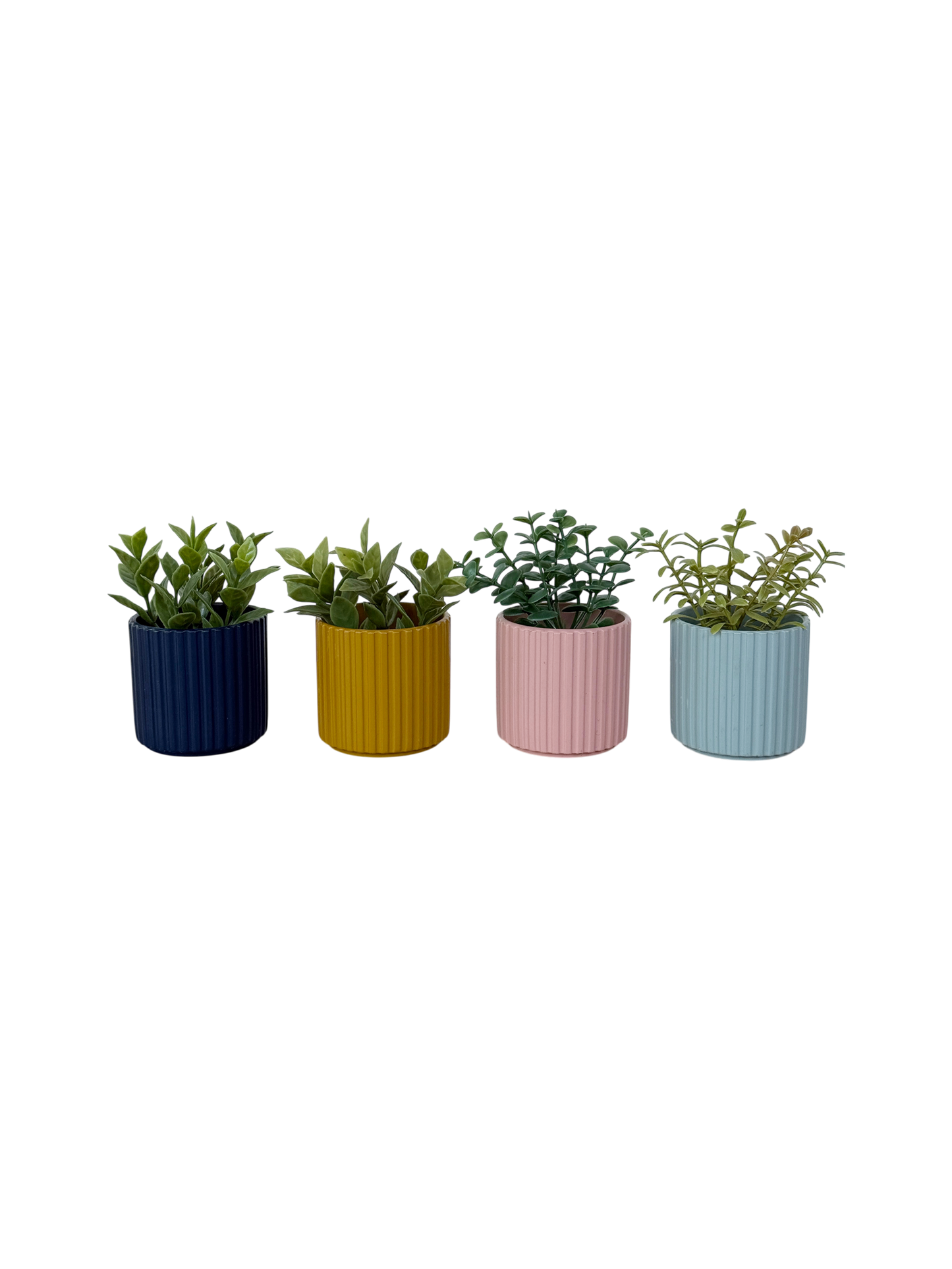 Quartet of small plants