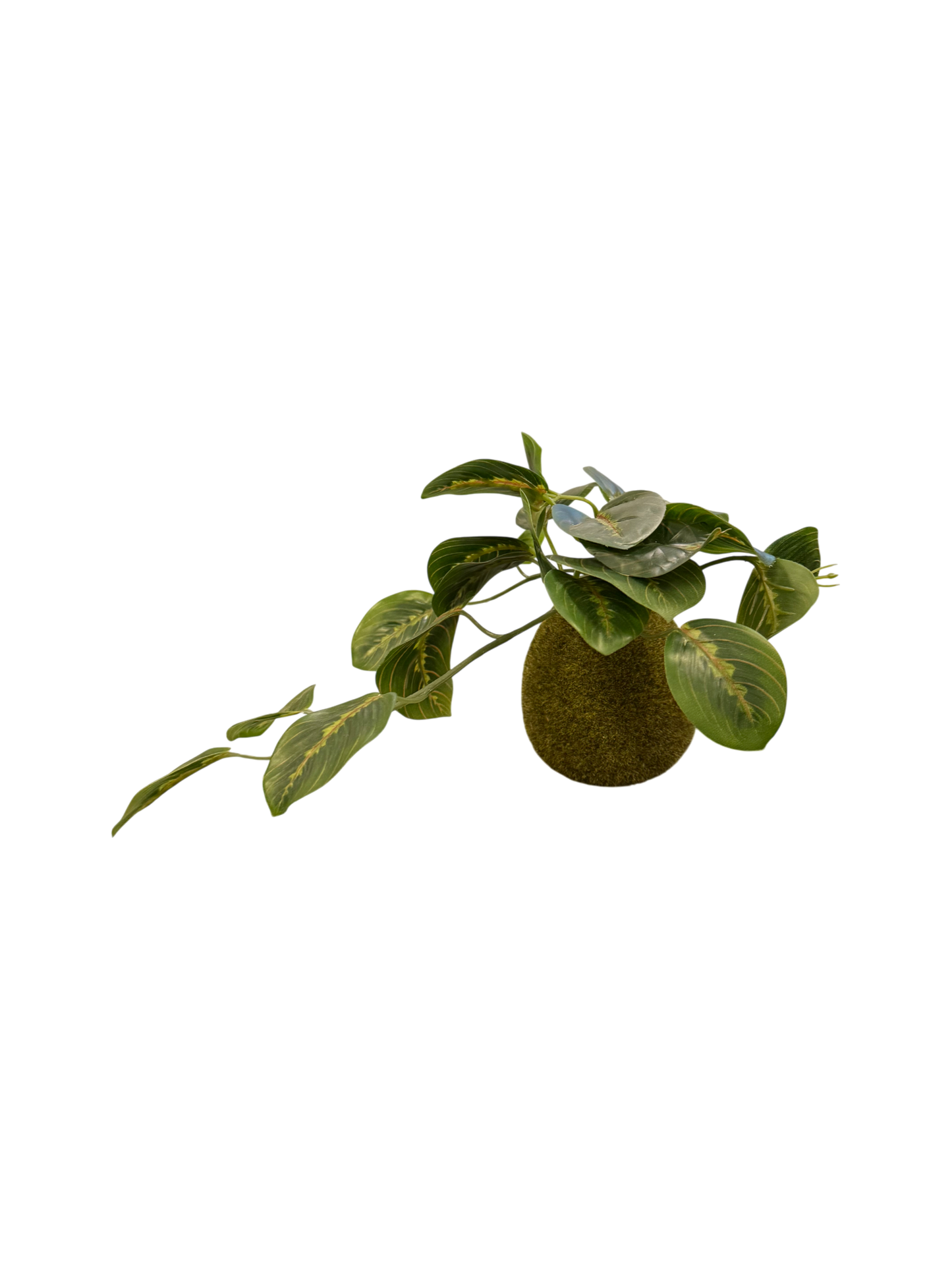 Kokedama