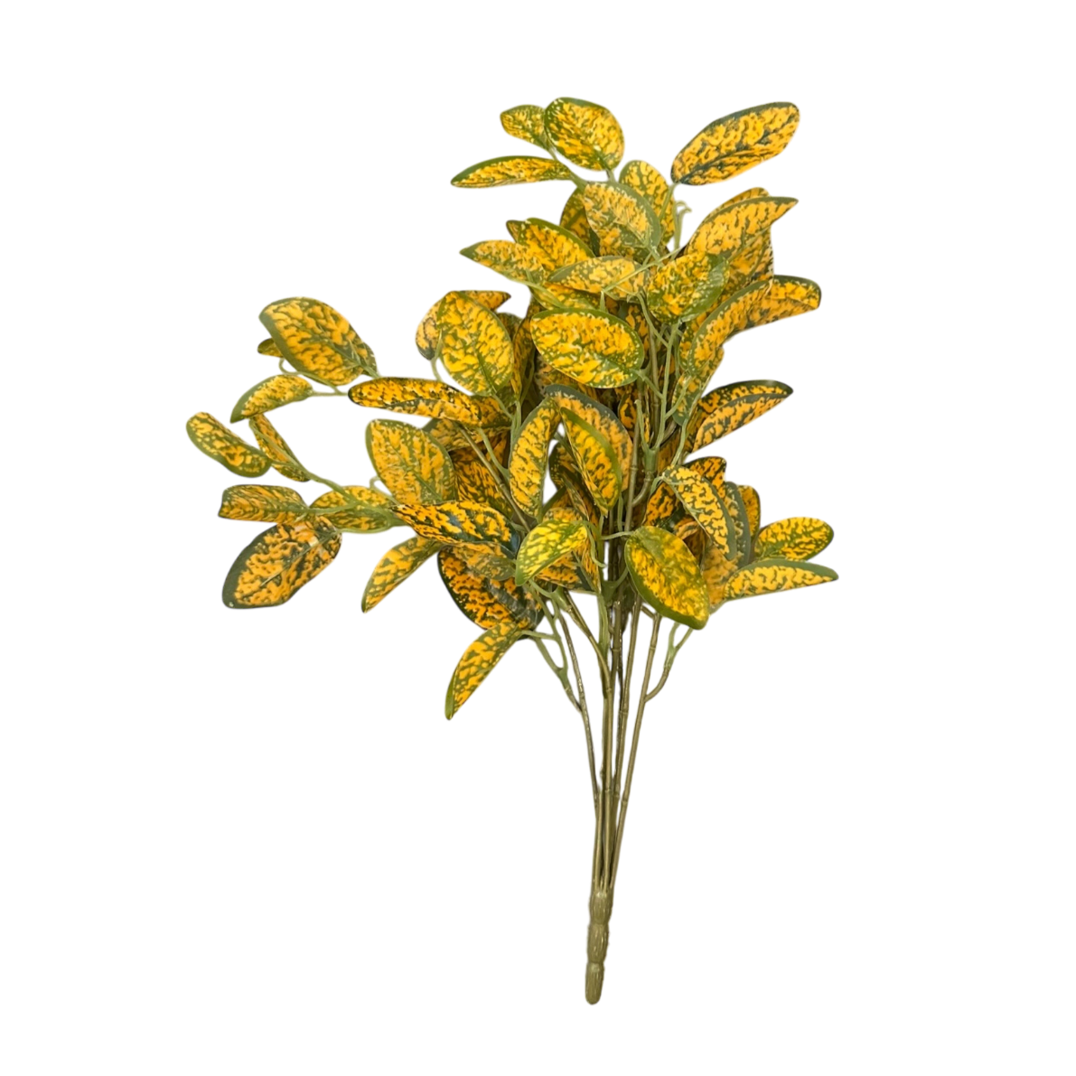 Crotons