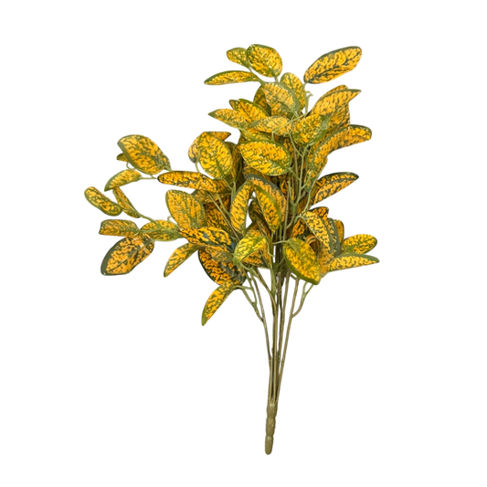 Crotons