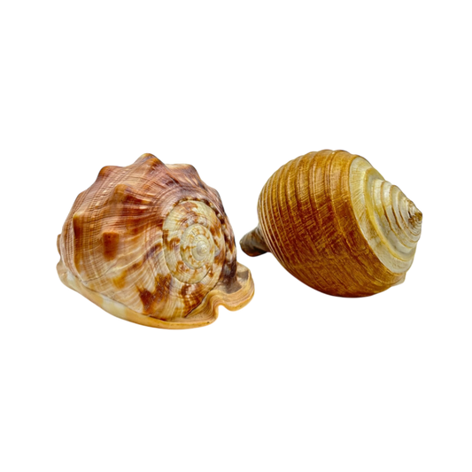 Set of 2 seashells