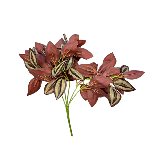 Tradescantia