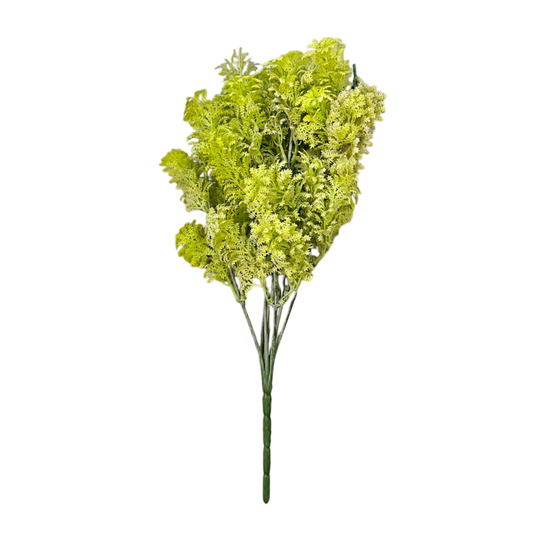 Acacia