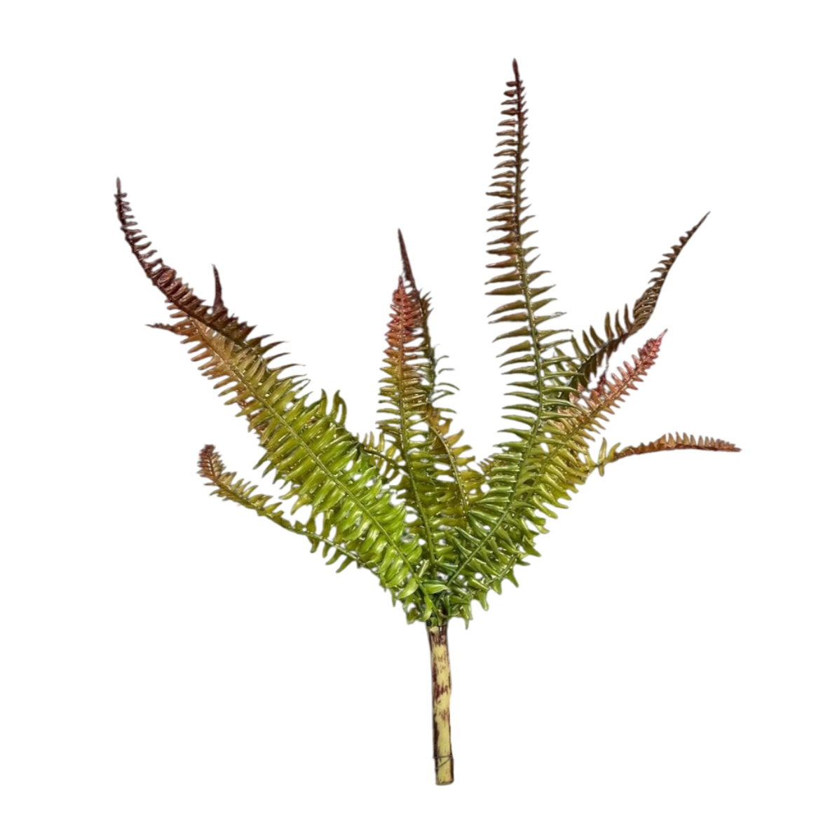 Green and brown fern