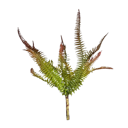 Green and brown fern