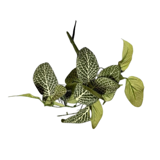 Fittonia