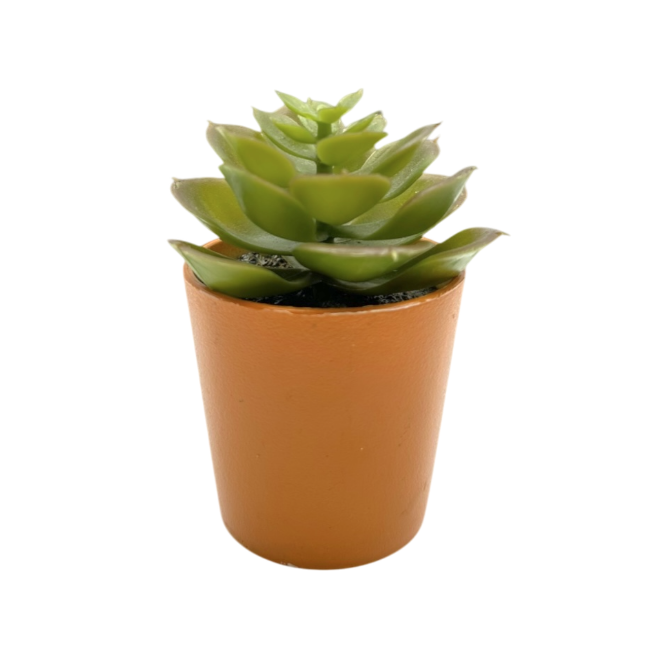 Mini orange pot plant