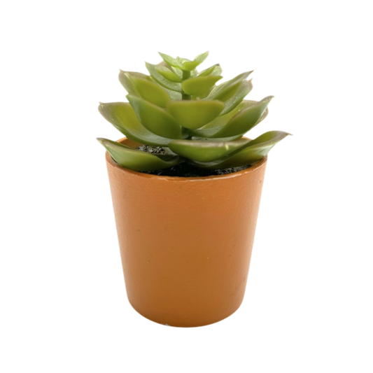 Mini orange pot plant