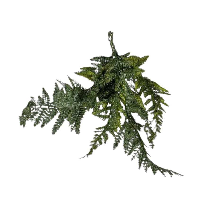 Mini fern