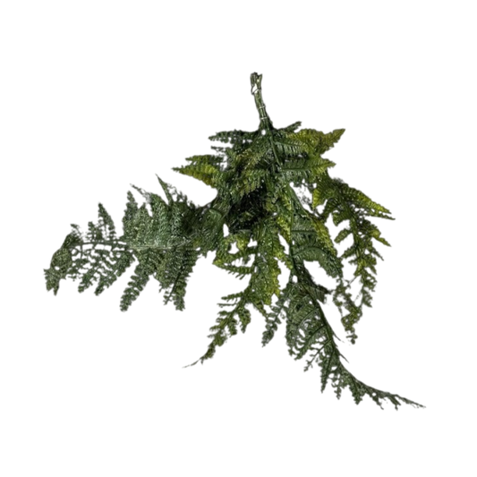 Mini fern
