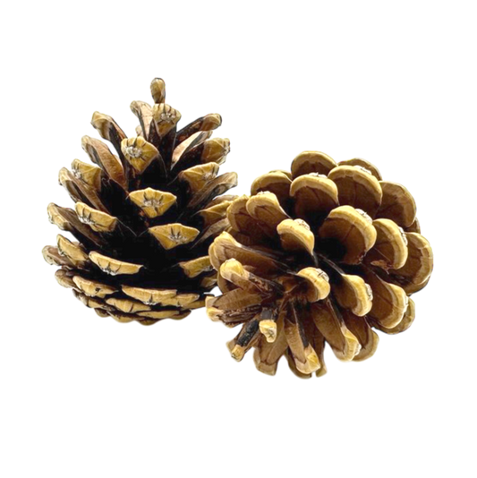 Acorns