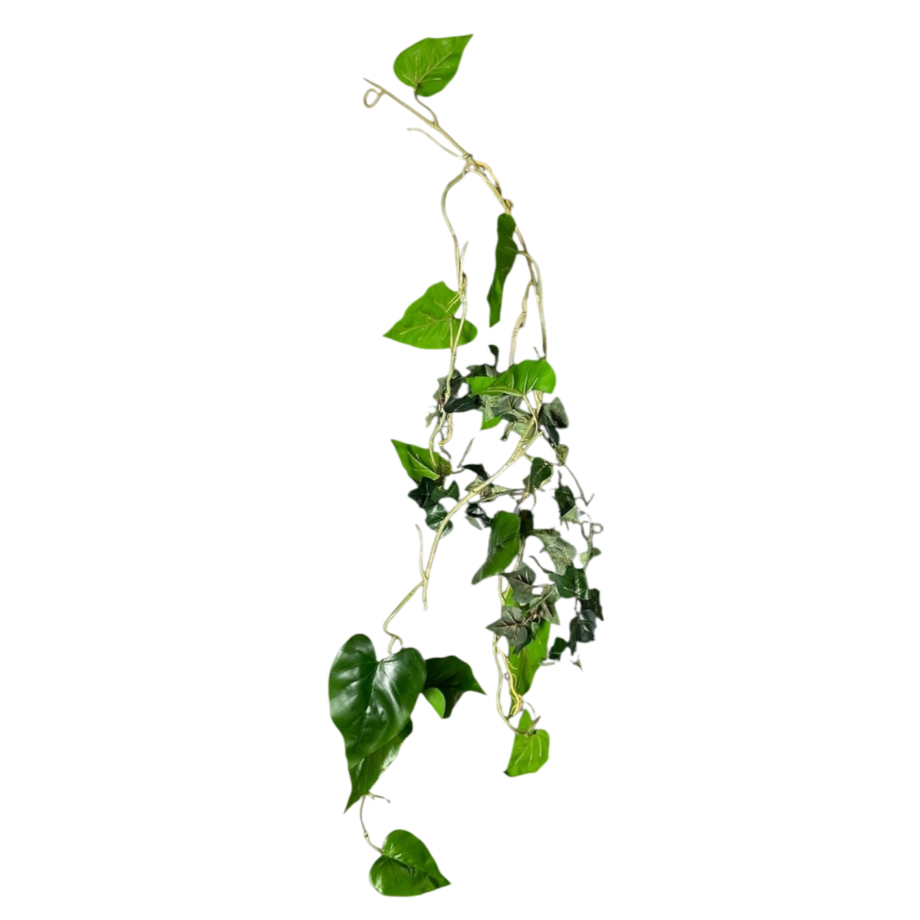 Golden pothos