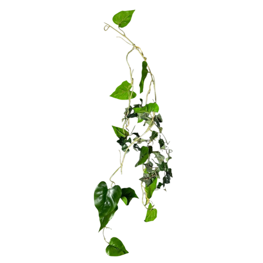 Golden pothos
