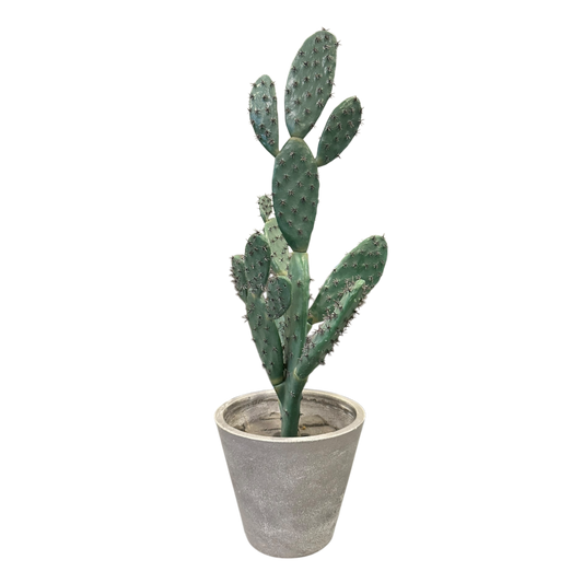 Medium cactus