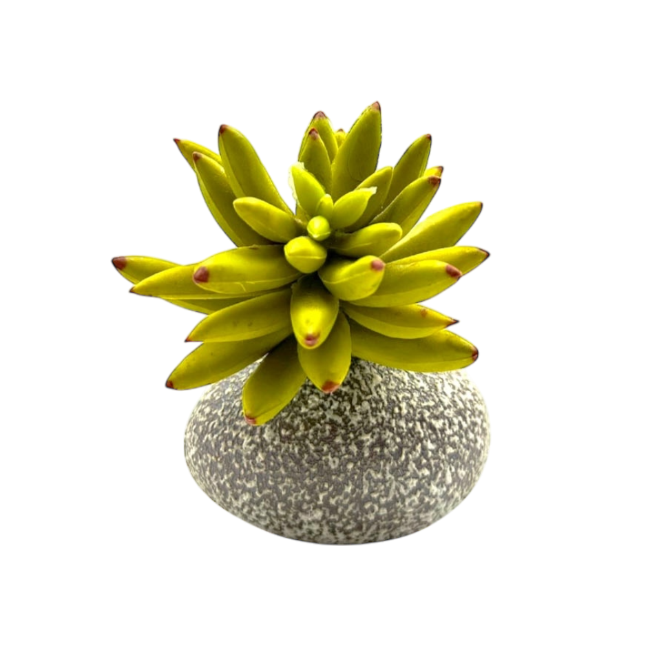 Mini pebble plant