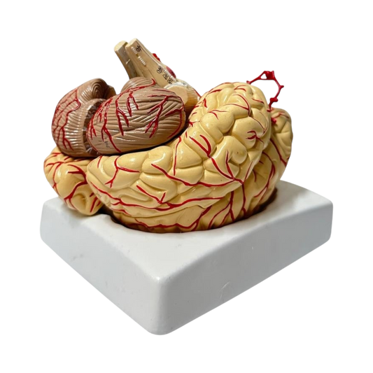 Upside down brain structure