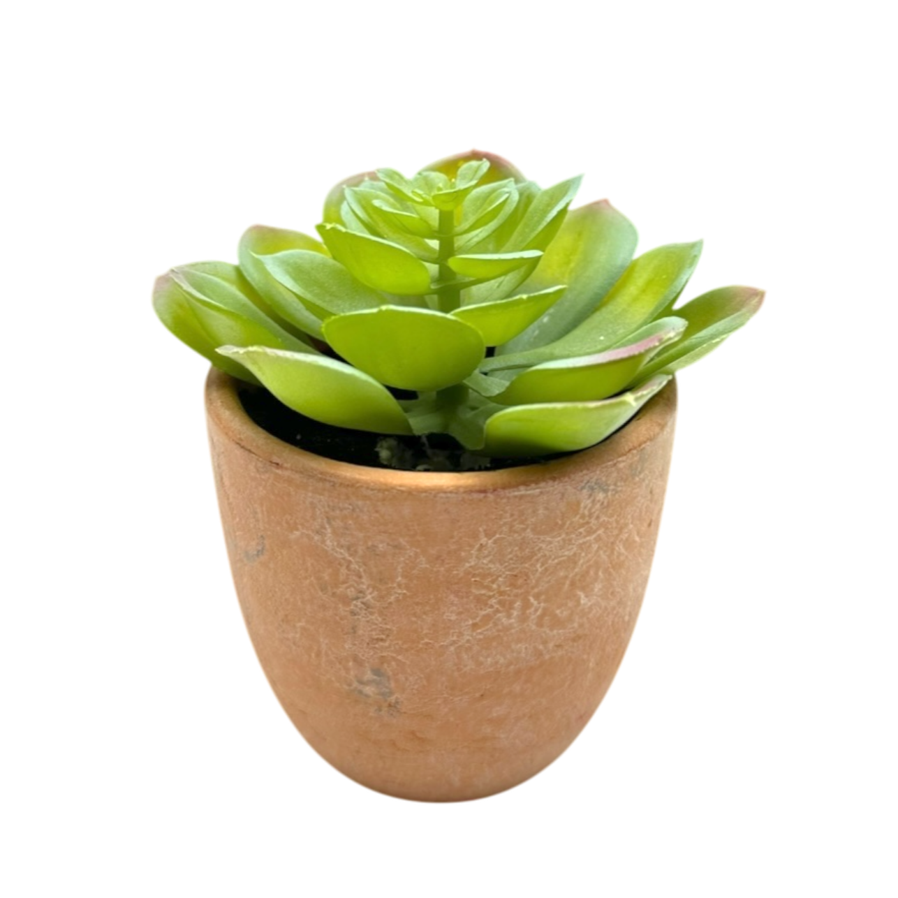 Mini orange rounded pot plant