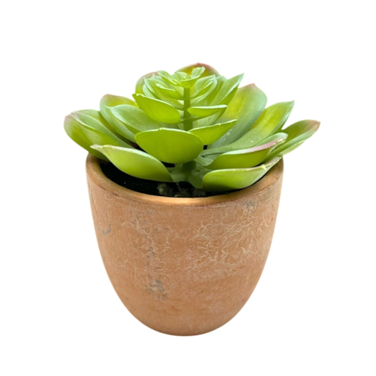 Mini orange rounded pot plant