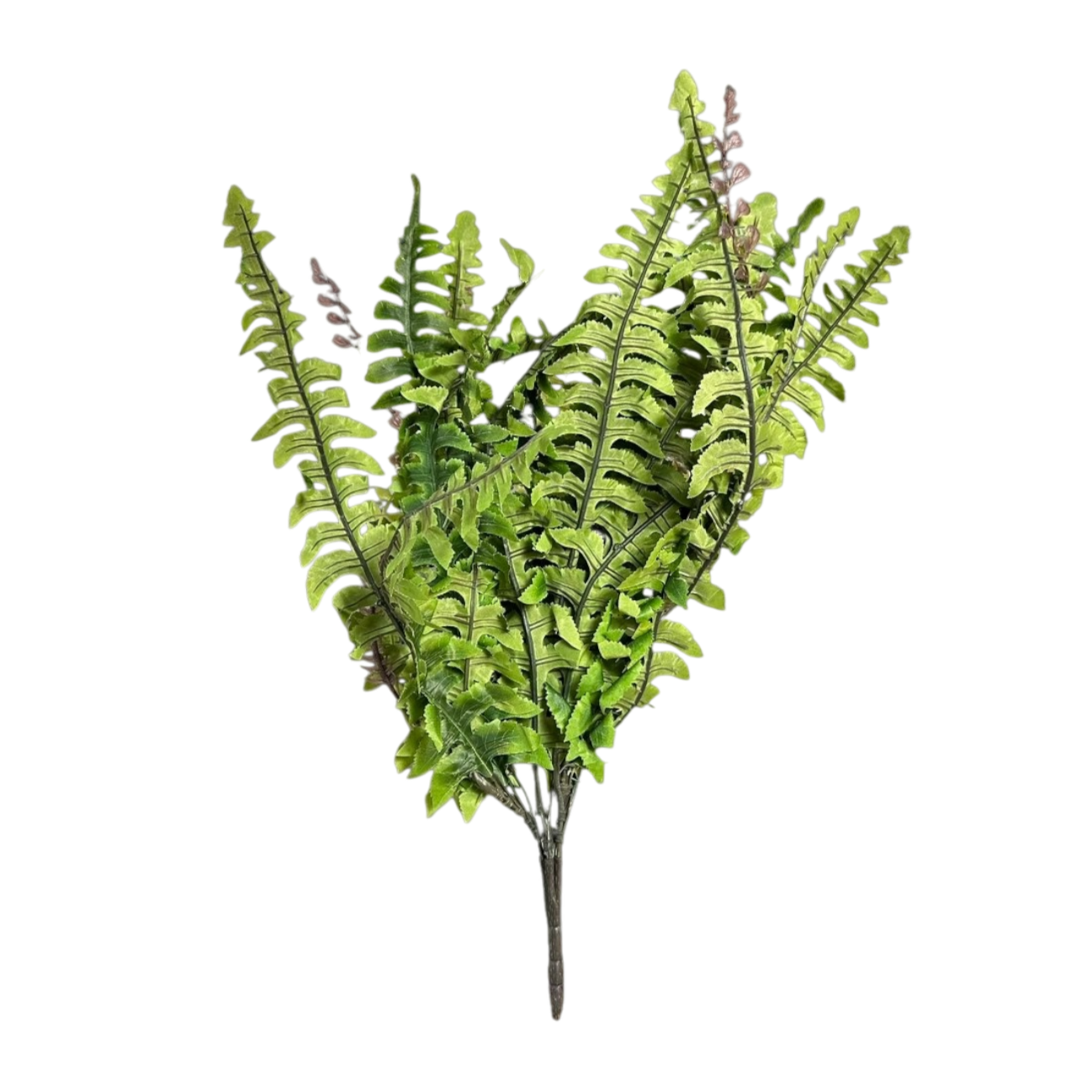Fern