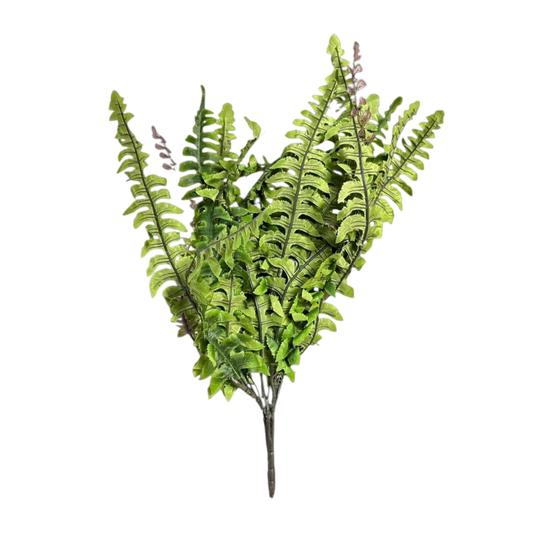 Fern