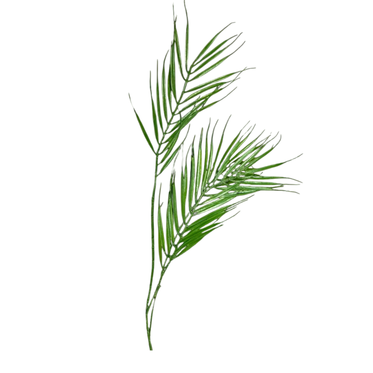 Palm leaf