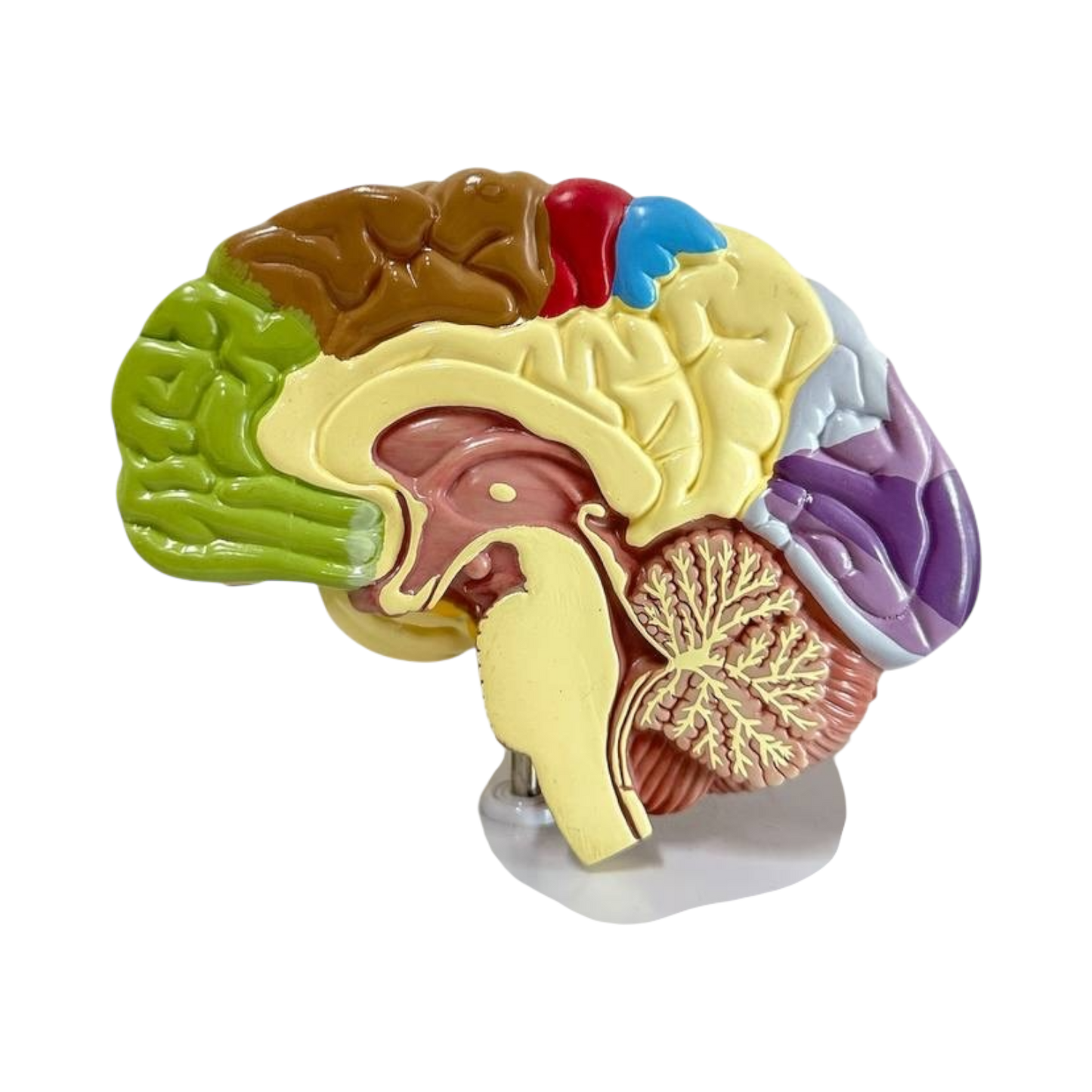 Brain structure