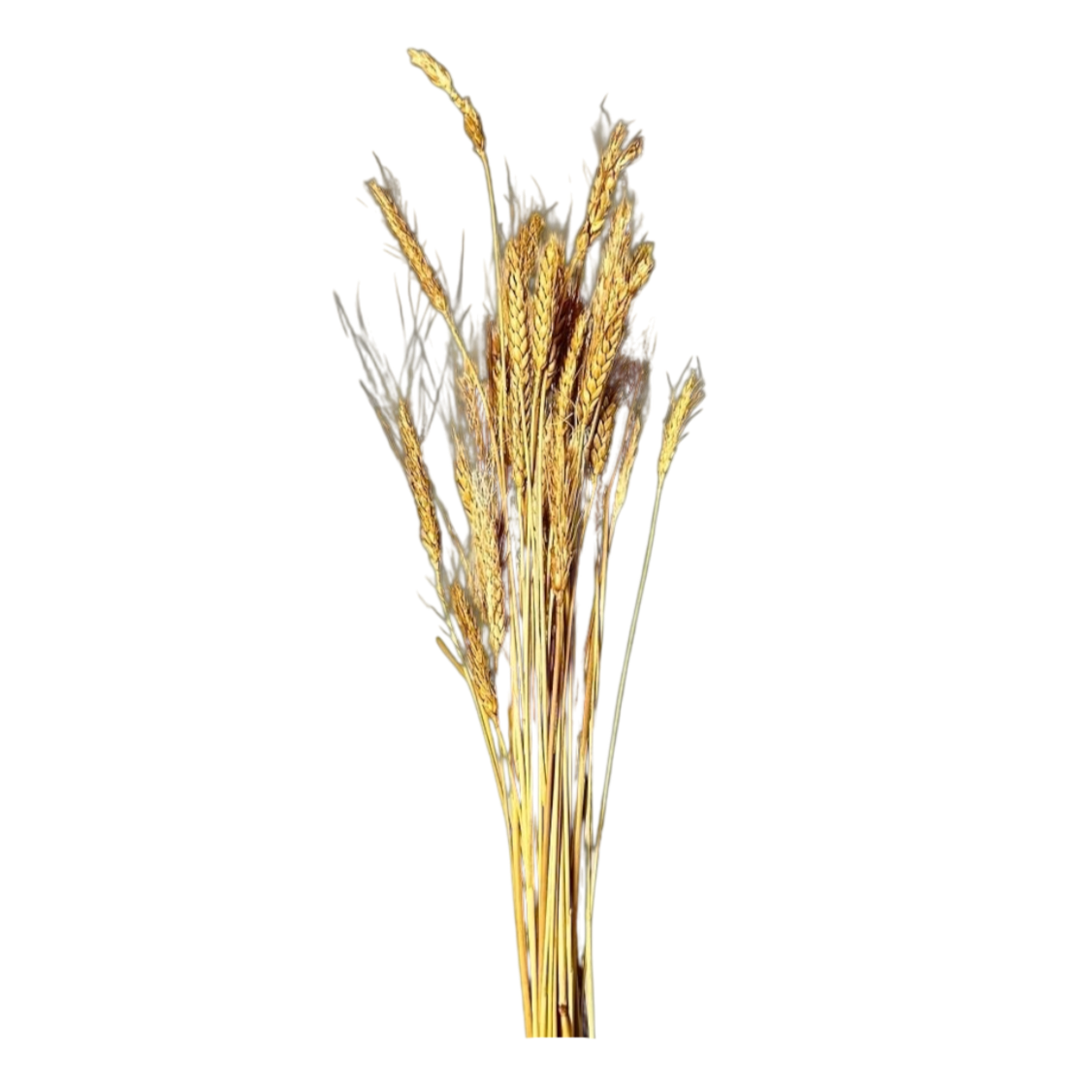 Wheat