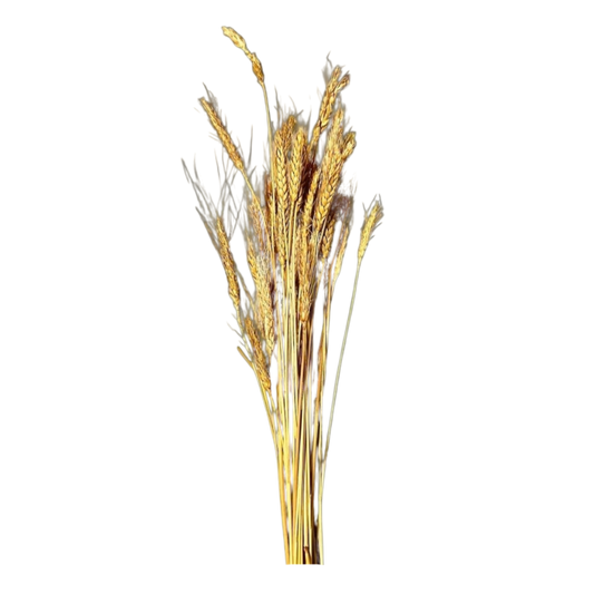 Wheat