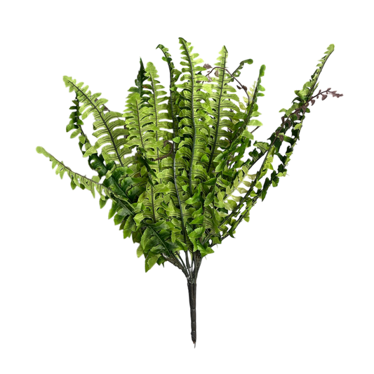 Green fern