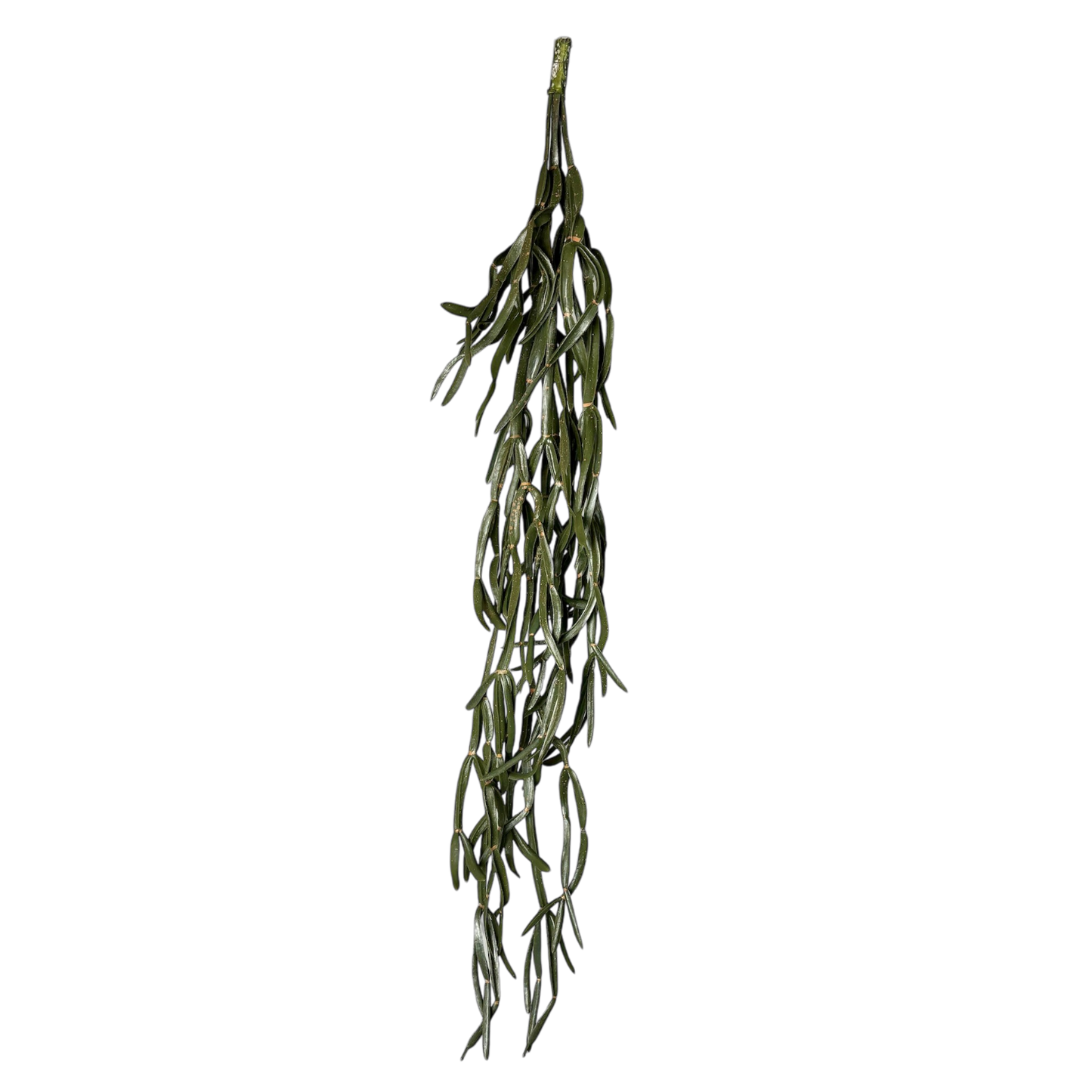 Rhipsalis trailing plant