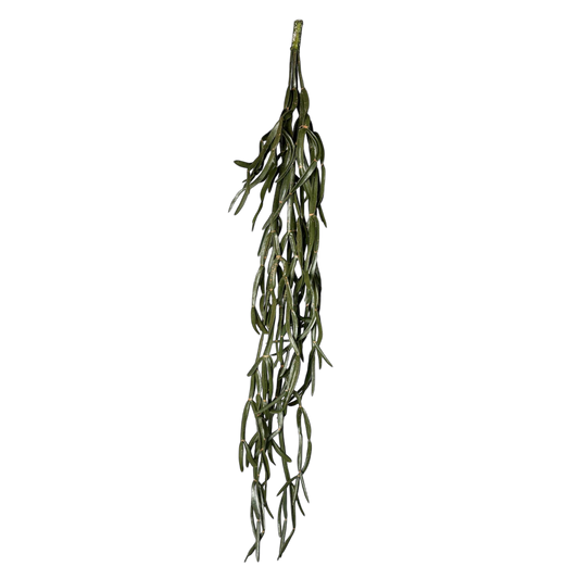 Rhipsalis trailing plant