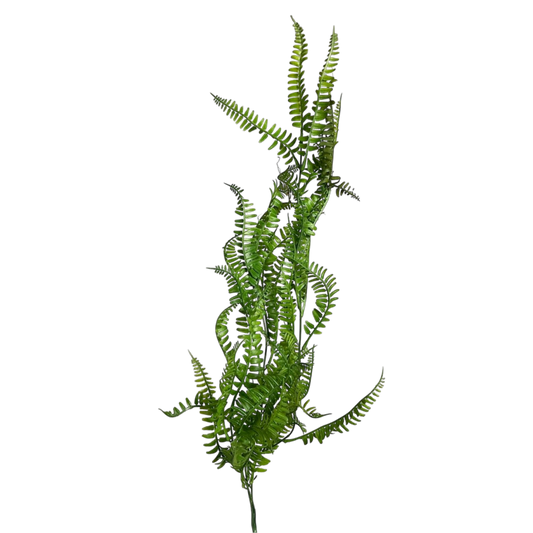 Dark green long fern