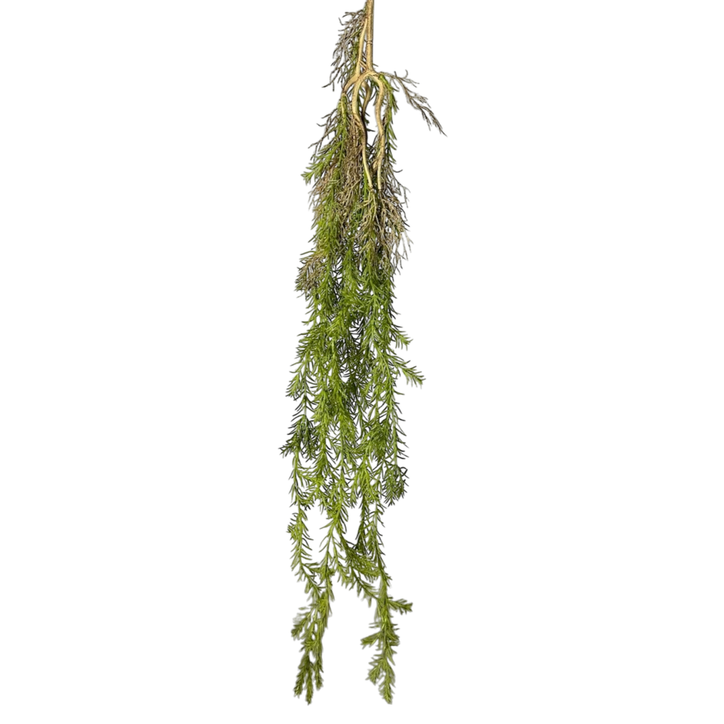 Light green long fern