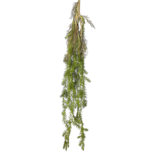 Light green long fern