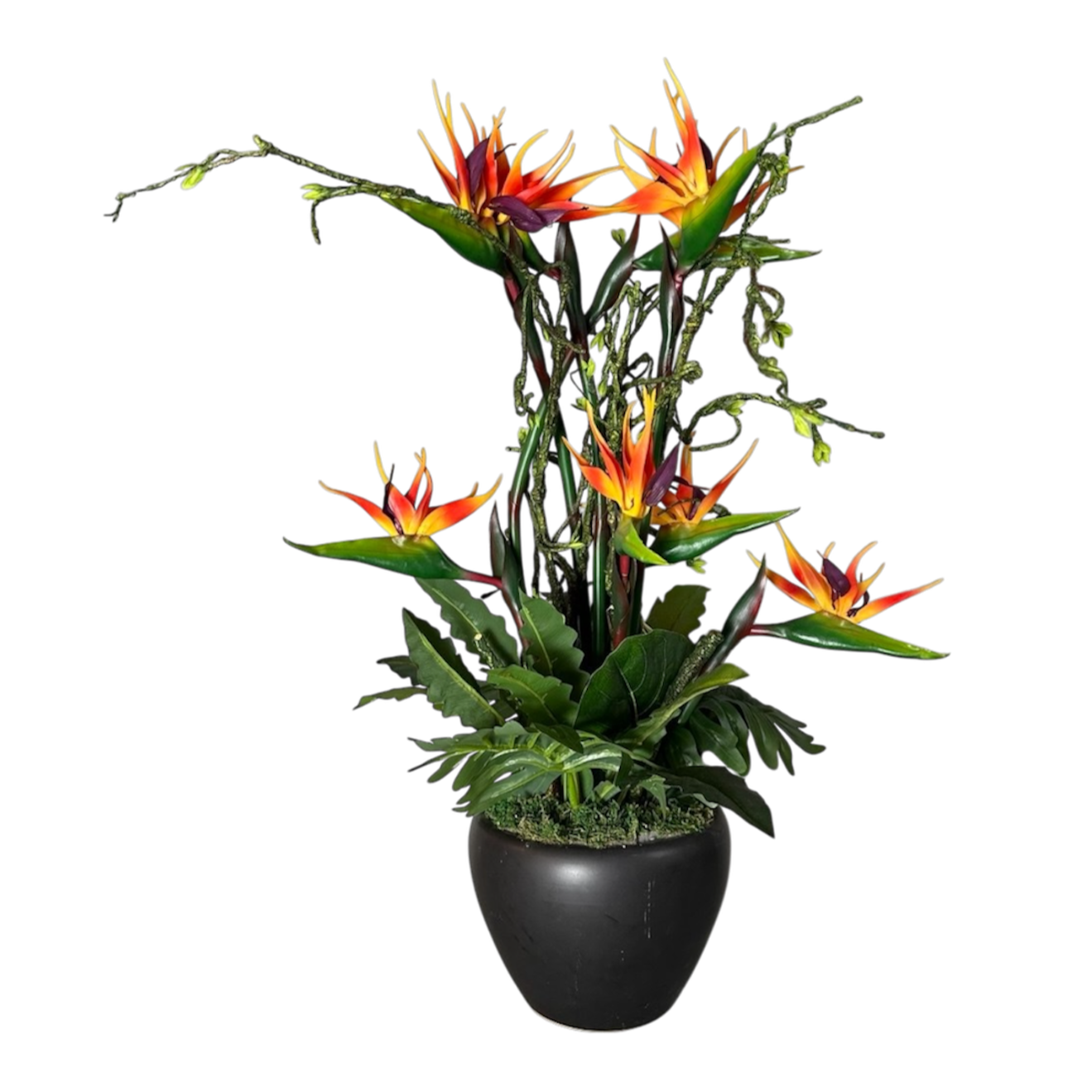 Yellow and orange flower plant