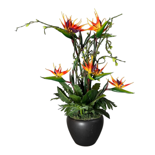 Yellow and orange flower plant