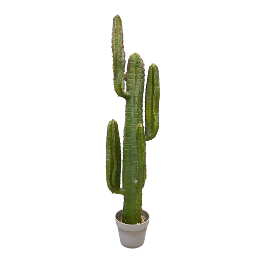 Large cactus